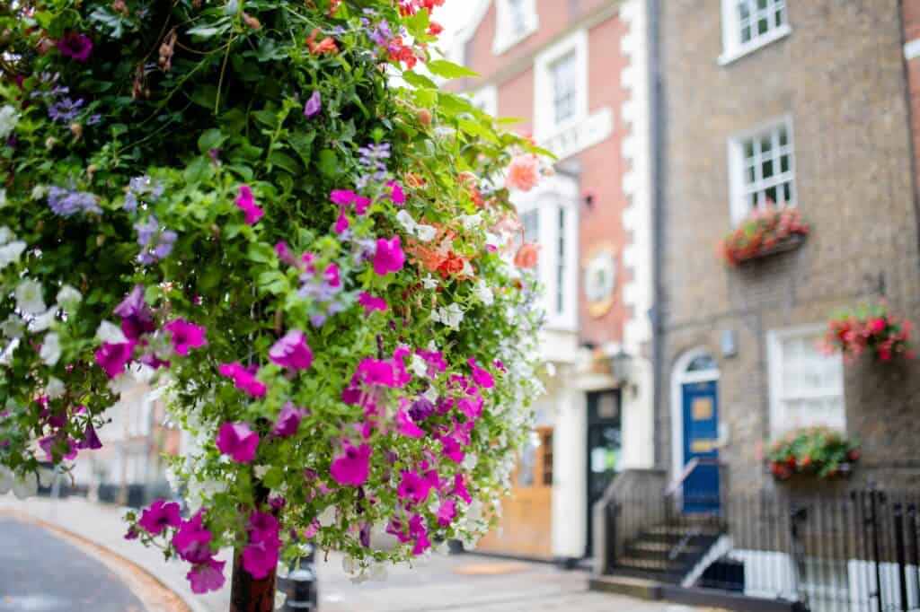 Residential street behind a closeup of brightly coloured flowers